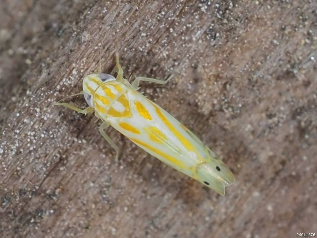 Alconeura macra