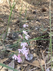 Phlox woodhousei