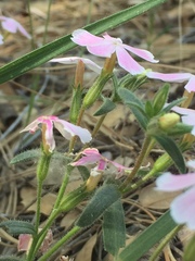 Phlox woodhousei