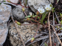 Lewisia triphylla