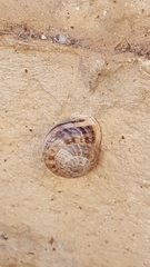 Eobania vermiculata