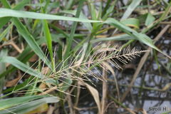 Hymenachne pernambucense