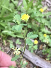 Trifolium dubium