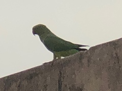 Psittacula krameri