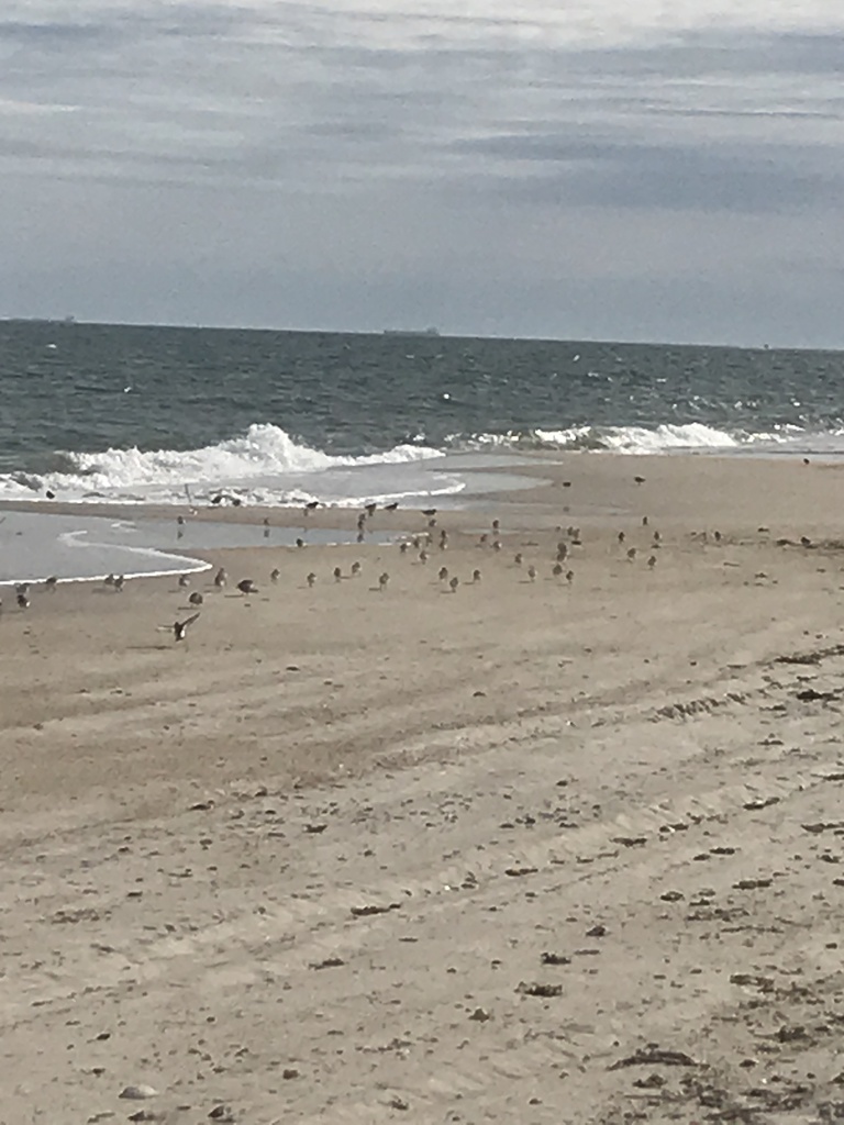 Sanderling from Short Beach, Hempstead, NY, US on June 2, 2020 at 05:16 ...