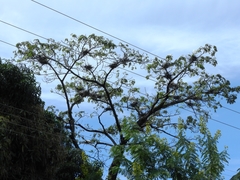 Ardea alba