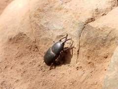 Scyphophorus