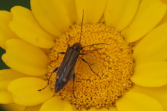 Oedemera barbara