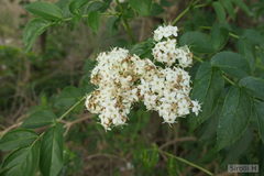 Sambucus australis