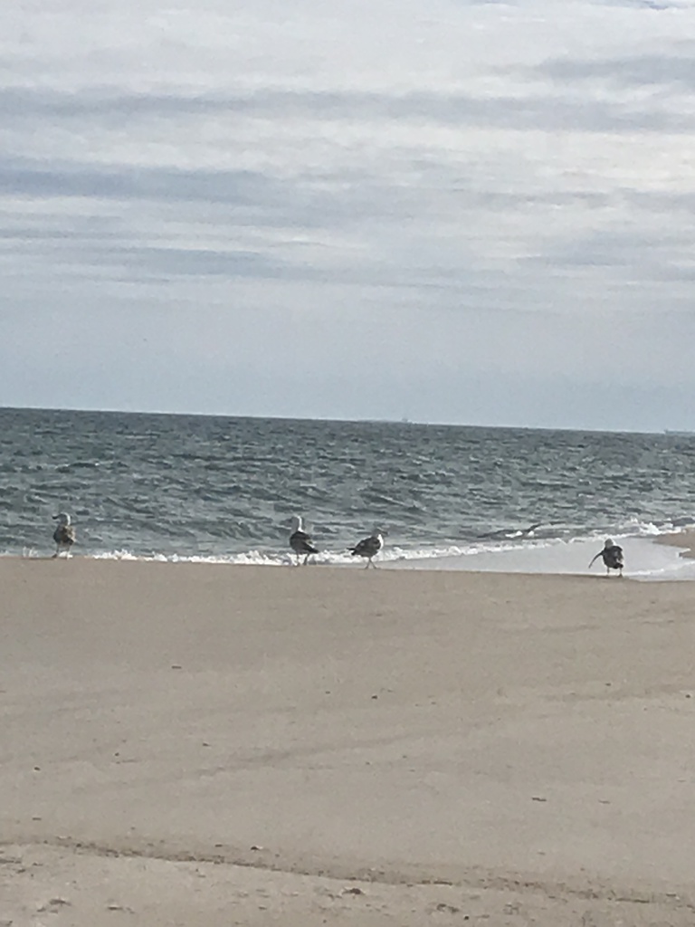 Herring Gull from Short Beach, Hempstead, NY, US on June 2, 2020 at 05: ...