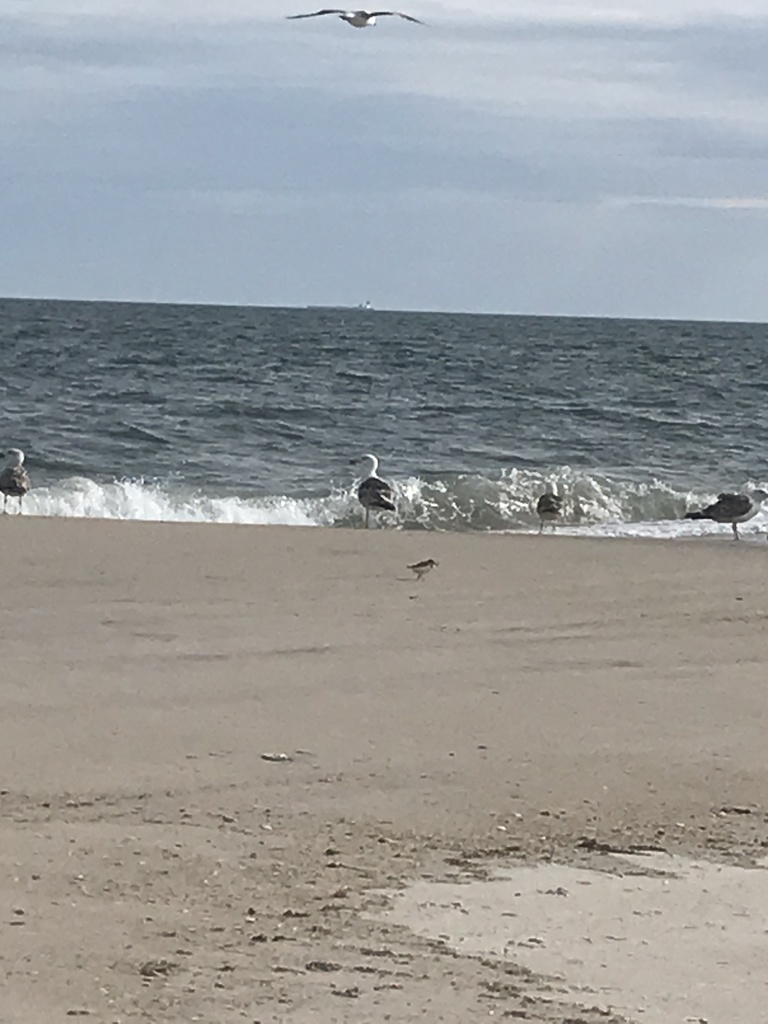 Great Black-backed Gull from Short Beach, Hempstead, NY, US on June 2 ...