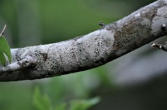 Celtis laevigata laevigata