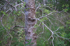 Celtis laevigata laevigata