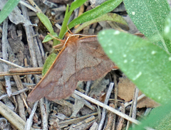 Metarranthis angularia