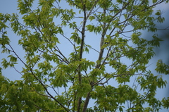 Celtis laevigata laevigata