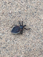 Apiomerus californicus