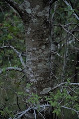 Celtis laevigata laevigata