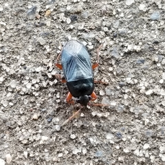 Delochilocoris illuminatus