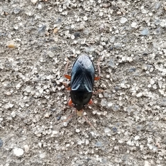 Delochilocoris illuminatus