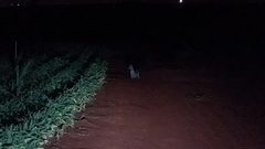 Lycalopex gymnocercus