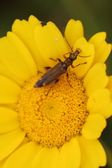 Oedemera barbara