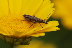 Oedemera barbara