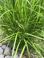 Carex comosa