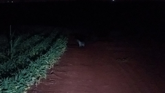 Lycalopex gymnocercus