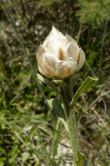Centaurea deusta