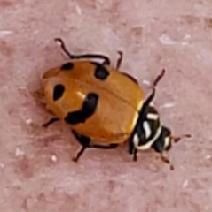 Hippodamia glacialis