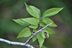 Celtis laevigata laevigata