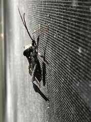 Acanthocephala declivis