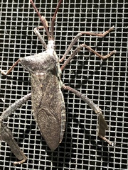 Acanthocephala declivis