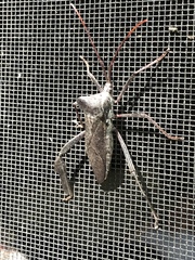 Acanthocephala declivis