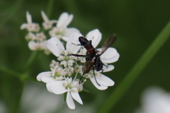 Cylindromyia pusilla