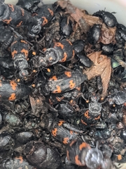 Nicrophorus nepalensis