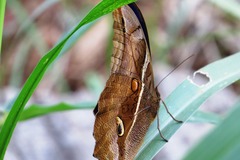 Eryphanis automedon