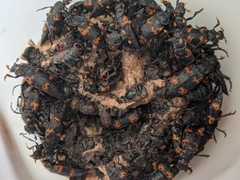 Nicrophorus nepalensis