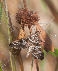 Epipagis forsythae
