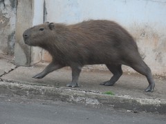 Hydrochoerus hydrochaeris