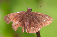 Ephyriades brunnea