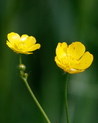 Ranunculus acris