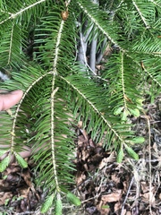 Abies balsamea image