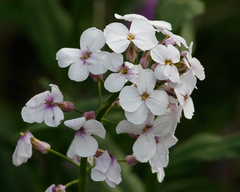 Hesperis matronalis