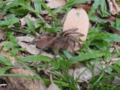 Acanthoscurria paulensis