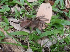 Acanthoscurria paulensis