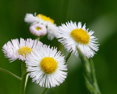 Erigeron philadelphicus