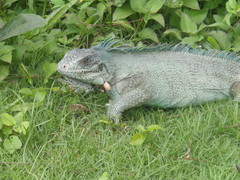 Iguana iguana
