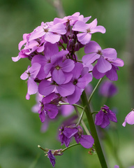 Hesperis matronalis