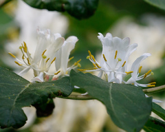 Lonicera